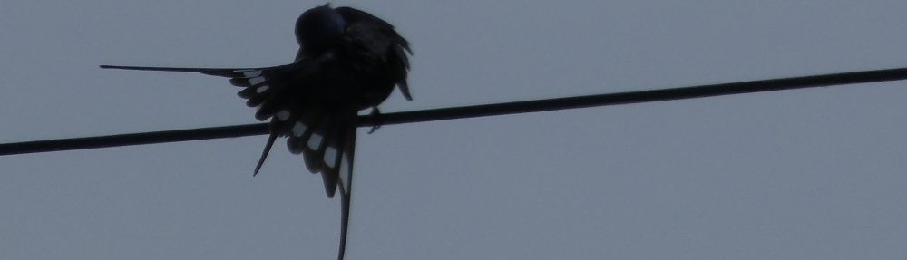 Burgh.Buzz – News & Info